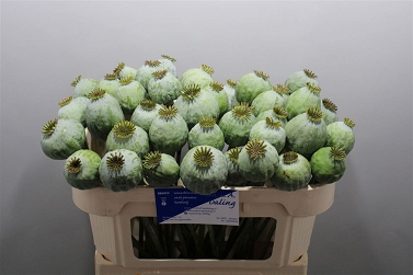 Papaver som zadd 65cm