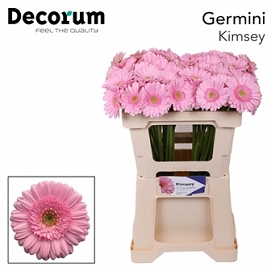 Gerbera mini kimsey