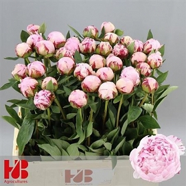 Paeonia sarah 60cm (35) 