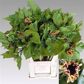Helianthus ov 80cm
