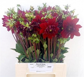 Dahlia arabian night 50cm