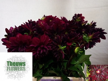 Dahlia arabian night 50cm