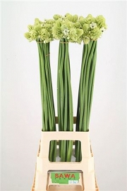 Ornithogalum saundersiae 90cm