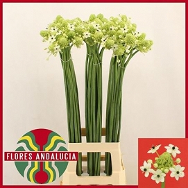 Ornithogalum saundersiae 90cm