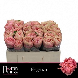 Róża eleganza 50/40 florapura