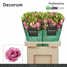 Eustoma rosita rose lione star