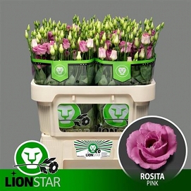 Eustoma rosita rose lione star