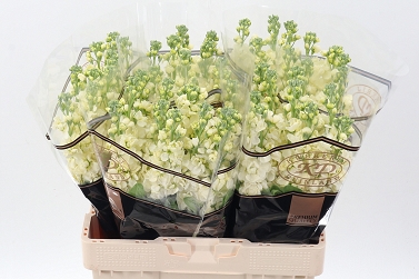 Matthiola mathilda yellow 60cm