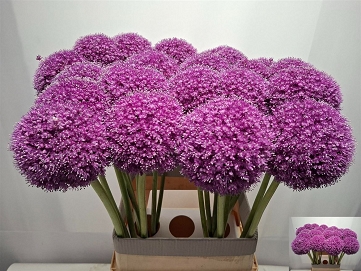Alium giganteum ex 90cm