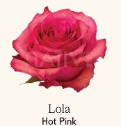 Róża eq lola 70/50