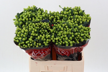 Hypericum jungle romance 60cm