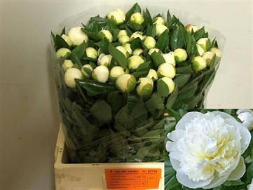 Paeonia duch de nemou 60cm (50)