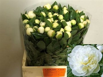 Paeonia duch de nemou 60cm (50)