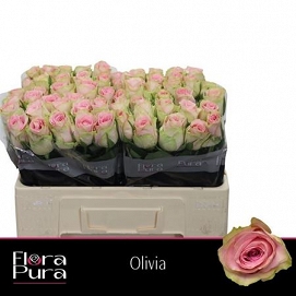 Róża olivia 50/60 flora pura