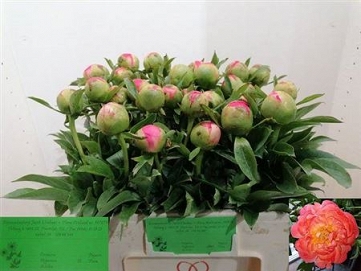Paeonia coral sunset 60cm (30)