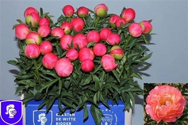 Paeonia coral sunset 60cm (30)