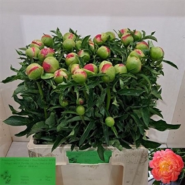 Paeonia coral sunset 60cm (30)