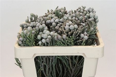 Brunia laevis 50cm