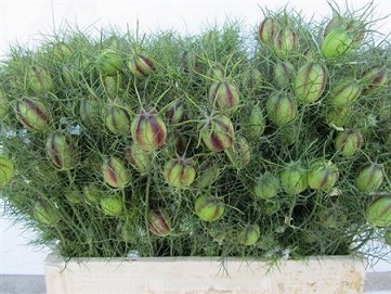 Nigella damas zaaddozen 60cm