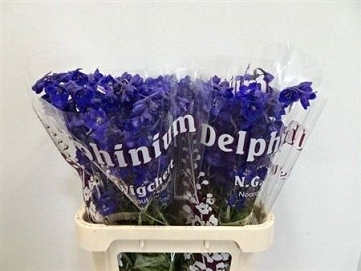 Delphinium en atlantis 80cm