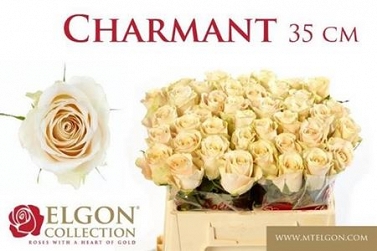 Róża charmant 35/40 elgon