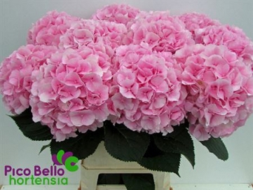 Hydrangea verna 90