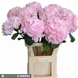 Hydrangea verna 90