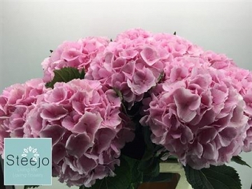 Hydrangea verna 90
