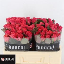 Róża pink tacazzi 50/60 panocal