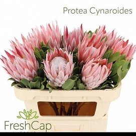 Protea cyranoides 70cm