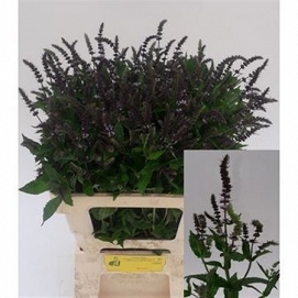 Mentha dark sensatio 65cm