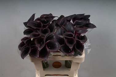 Zantedechia call ceara 55cm