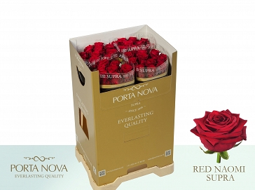 Róża red naomi 60/40 porta nova supra