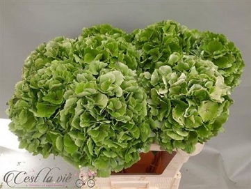Hydrangea vere BL CL 80cm
