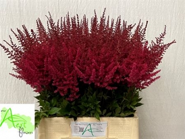 Astilbe paul gaarder 70cm