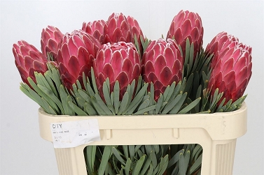 Protea venus 70cm