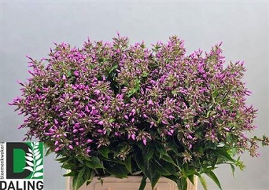 Phlox pink eyes 70cm