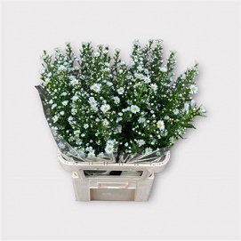 Aster monte cassino 85cm