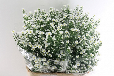 Aster monte cassino 85cm