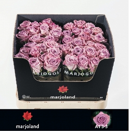 Róża nayeli 80/50 marioland