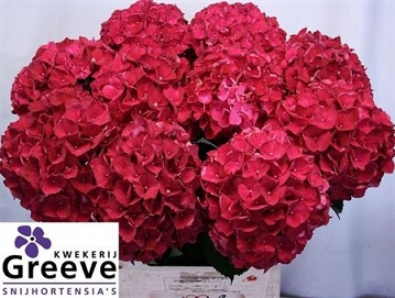 Hydrangea m mag rubyred 80cm