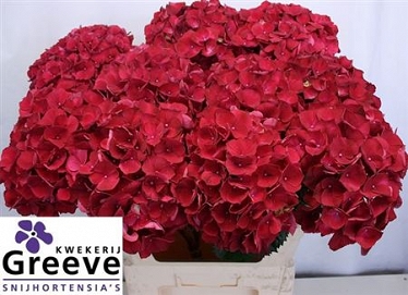 Hydrangea m mag rubyred 80cm