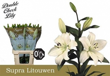 Lilium la litouwen 95cm