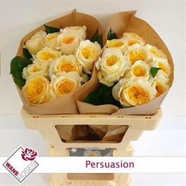 Róża persuasion 50/20 wans roses