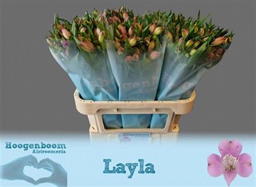 Alstromeria lalya ex (40)