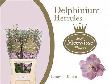 Delphinium du dew hercules 100cm