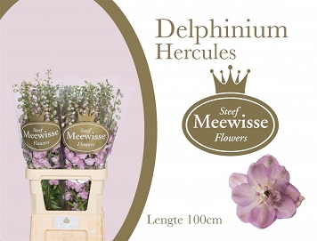 Delphinium du dew hercules 100cm