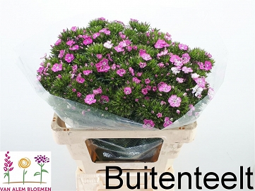 Dianthus Gozdzik barb. am rose 55cm