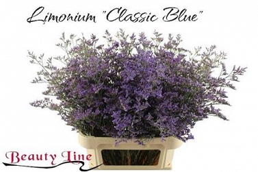 Limonium safora clasic blue 90cm