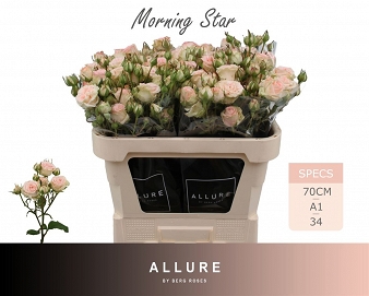 Róża tr morning star 70/25 allure